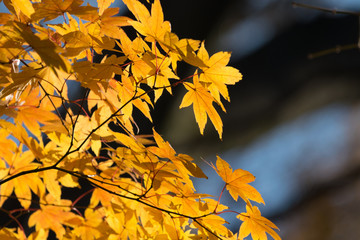 beautiful yellow maple leaves on the tree branches under sunshine in autumn
