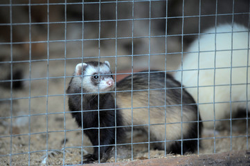 ferret in a cage