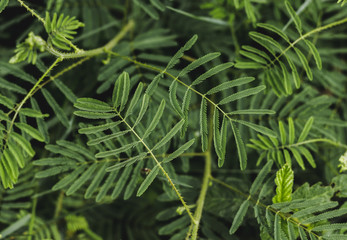 green leaves background