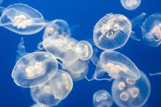 Large Amount Of Jelly Fish Floating In Water