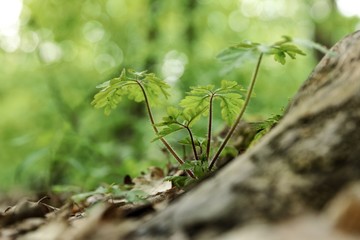 Fresh green plant outdoors