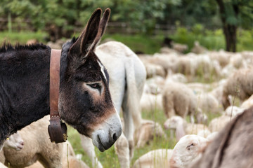 Obraz premium head of a brown donkey in the background of a flock of sheep