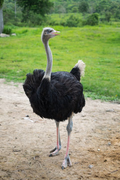 An Ostrich (Struthio camelus) standing in grass land