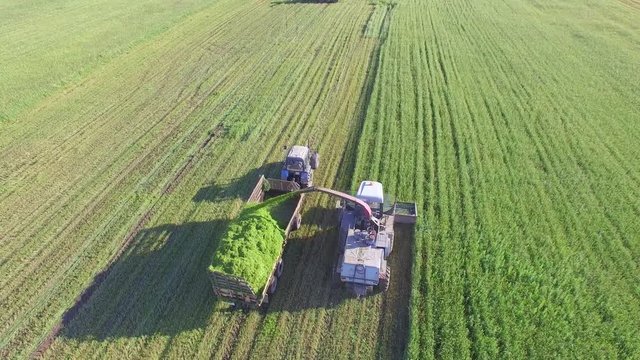 4K. Aerial photography. Cleaning of fields by combines