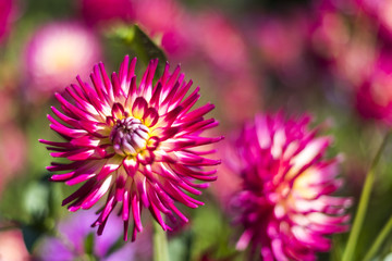 Detail of pink dahlia