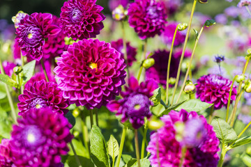 Obraz premium Group of purple garden dahlias