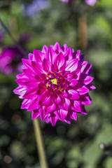 Pink dahlia in the garden sun