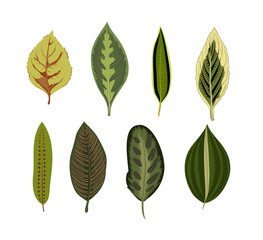 Exotic tropical leaves isolated on white background. Vintage botanical print.