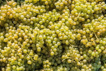 Guter Ertrag einer Weinlese für einen guten Jahrgang