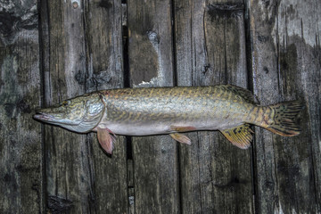 Northern Pike (Esox lucius) hooked at night and presented on a wooden deck 