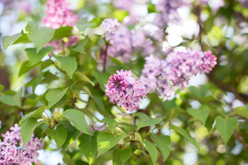 Fototapeta na wymiar Blooming Syringa bush, soft focus