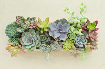Top view of wooden box of flowering succulent plants