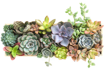 Top view of colorful flowering succulent Houseplants