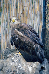 White-tailed eagle watching
