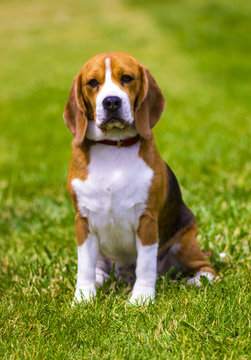 beagle dog on a green lawn. Dog beagle. Beagle dog