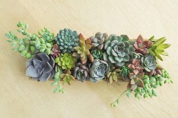 Top view of wooden box of flowering sucuulent plants