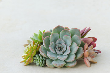 Bunch of beautiful flowering succulent plants