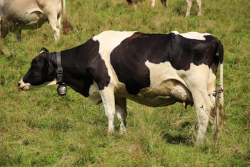 Naklejka na ściany i meble Eine Kuh auf einer Weide im Tannheimer Tal in Österreich