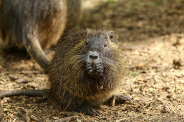 Junger Nutria, Myocastor coypus