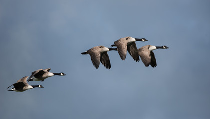 Canada Goose, Goose, Branta Canadensis