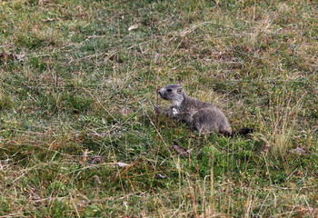 Jeune marmotte