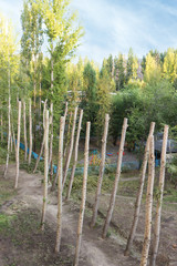 Obraz premium Barbarous pruning of old poplars in the city.