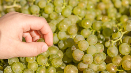 Kind probiert bei der Weinlese eine Weintraube