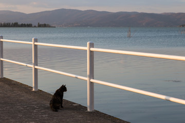A cat on pier looking at water