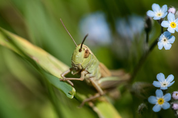 Grashüpfer in Blumenwiese