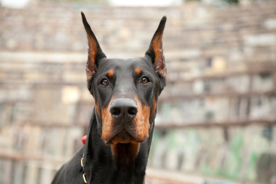 beautiful strong black dog doberman