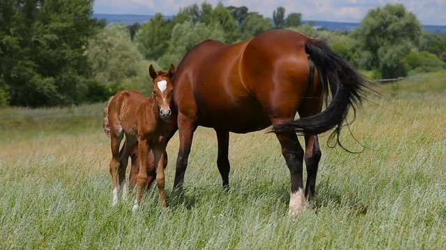 A foal and a mare graze on pasture