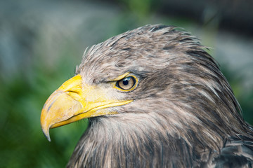 White-tailed eagle portrait