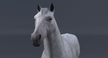 Obraz na płótnie Canvas White Horse (3D)