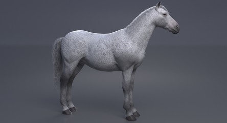 Obraz na płótnie Canvas White Horse (3D)