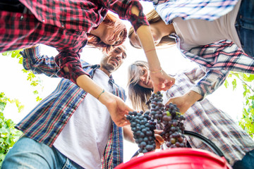 People harvesting in a vineyard