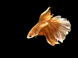 Fototapeta premium Thai Fish Bite is a famous fighters fish around the world.
