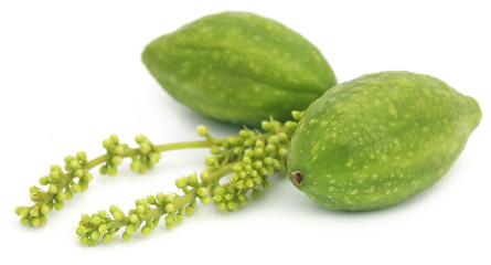 Fresh green medicinal haritaki fruits