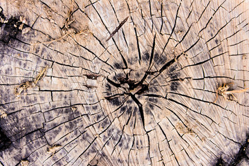 cut tree trunk brown wooden texture background