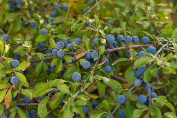 Detalle de Endrino ( Prunus Spinosa ) en la planta
