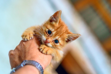 red kitten in hand © shymar27
