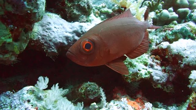 Bigeye perch in the coral reef