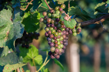 Weintrauben kurz vor der Ernte
