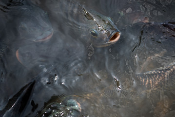 Tilapia fish in the pool