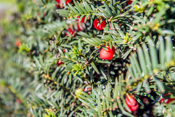 Red berries of a Taxas Baccata tree from close