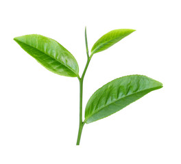 green tea leaf isolated on white backgroun