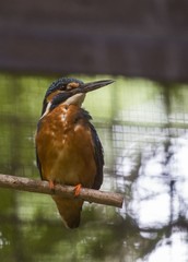 Common Kingfisher (Alcedo atthis)