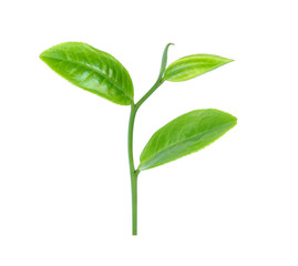 green tea leaf isolated on white backgroun