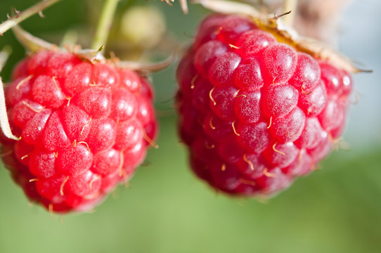 Himbeere