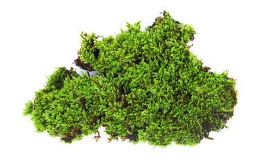 Green moss isolated on white bakground