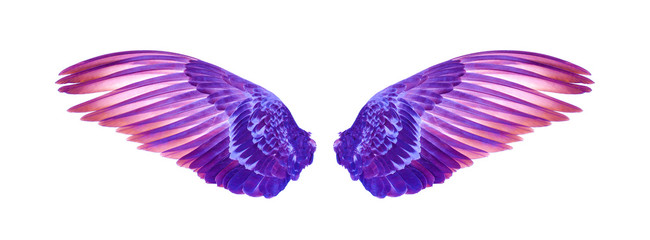 purple wings on wite background